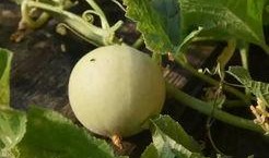 吃甜瓜最新事件爆料视频,视频揭秘惊人内幕