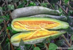 惠州网红吃瓜,揭秘当地美食文化新潮流