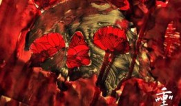 二虎爆料血莲花视频大全,血莲花视频大全背后的惊人真相