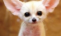 半只狐狸爆料世界杯视频