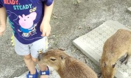 爆料踩踏动物案例视频播放,揭秘网络热传踩踏动物案例视频