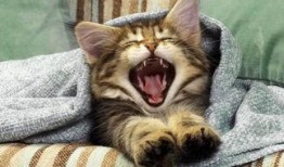 小猫咪闯天下爆料视频下载,揭秘萌宠冒险之旅幕后制作