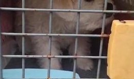 爆料踩踏动物案例视频播放,揭秘网络热传踩踏动物案例视频