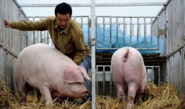 斩虎爆料猪崽子以前视频,勇敢斩虎背后的故事