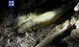 汝州最新爆料怪鱼事件,神秘生物惊现，揭秘当地水域异象