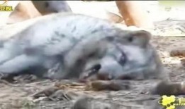 爆料踩踏动物案例视频播放,揭秘网络热传踩踏动物案例视频