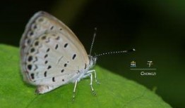 蝴蝶1975在线观看,穿越时光的美丽蜕变