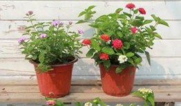 福州赵阿姨最新爆料视频,最新爆料视频背后的惊人真相