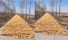 农村玉米爆料视频播放,揭秘农村玉米爆笑视频背后的故事