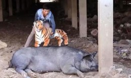 斩虎爆料猪崽子以前视频,勇敢斩虎背后的故事