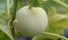 吃甜瓜最新事件爆料视频,视频揭秘惊人内幕