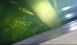 汝州最新爆料怪鱼事件,神秘生物惊现，揭秘当地水域异象