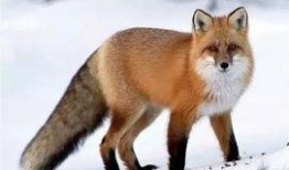 半只狐狸爆料世界杯视频