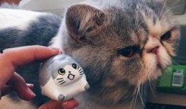 小猫咪闯天下爆料视频下载,揭秘萌宠冒险之旅幕后制作