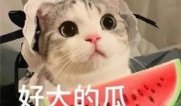 娱乐吃瓜君网红虐猫是谁,娱乐吃瓜君揭露虐猫网红真相