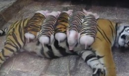 斩虎爆料猪崽子以前视频,勇敢斩虎背后的故事